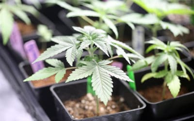 California Cannabis Strains Popular In 2021
