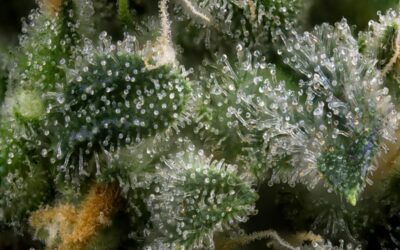 Terpenes in Cannabis that Energize
