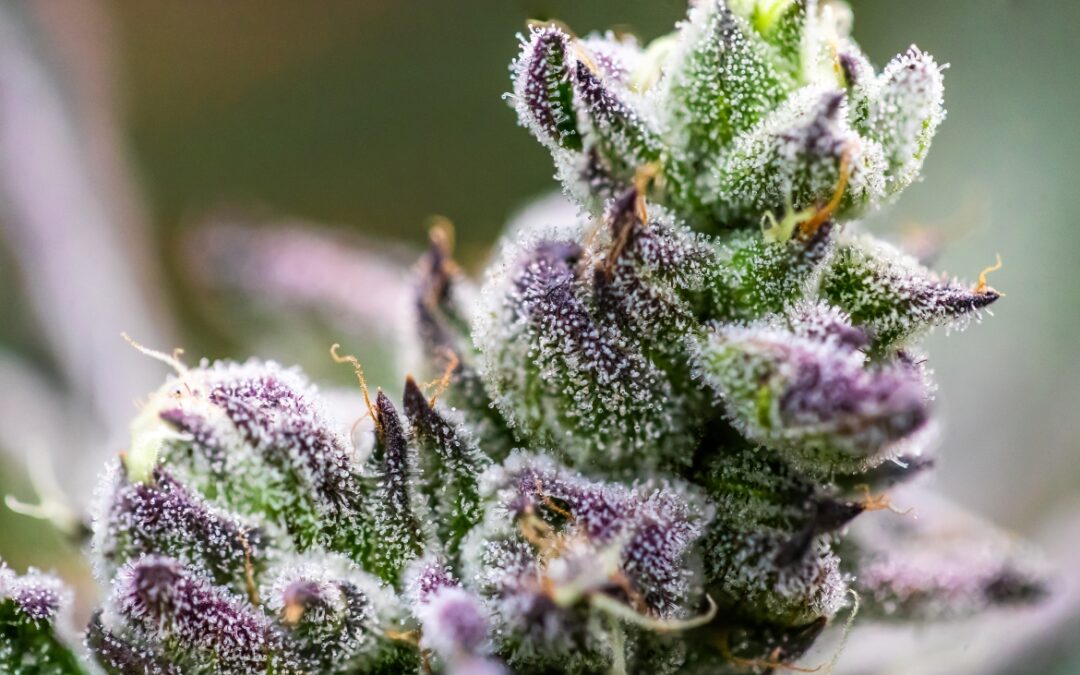 Explaining Common Cannabis Terms: What Does “Cultivar” Mean?